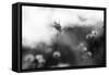 Black And White Moods-Incredi-Framed Stretched Canvas