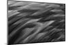 Black and white of pattern in American flamingo feathers-Adam Jones-Mounted Photographic Print