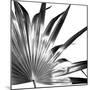 Black and White Palms I-Jason Johnson-Mounted Premium Giclee Print