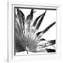 Black and White Palms I-Jason Johnson-Framed Art Print