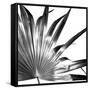 Black and White Palms I-Jason Johnson-Framed Stretched Canvas
