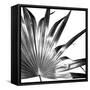 Black and White Palms I-Jason Johnson-Framed Stretched Canvas