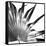 Black and White Palms I-Jason Johnson-Framed Stretched Canvas