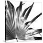 Black and White Palms I-Jason Johnson-Stretched Canvas