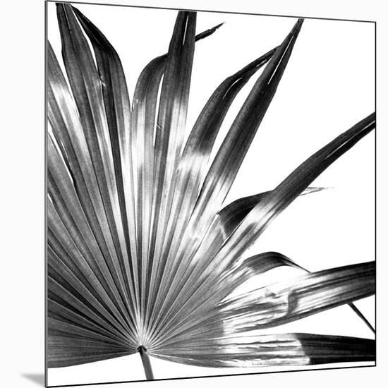 Black and White Palms I-Jason Johnson-Mounted Art Print