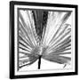 Black and White Palms III-Jason Johnson-Framed Art Print