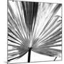 Black and White Palms III-Jason Johnson-Mounted Art Print