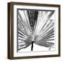 Black and White Palms III-Jason Johnson-Framed Art Print