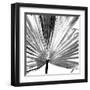 Black and White Palms III-Jason Johnson-Framed Art Print