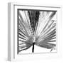 Black and White Palms III-Jason Johnson-Framed Art Print