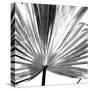 Black and White Palms III-Jason Johnson-Stretched Canvas