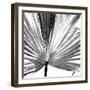 Black and White Palms III-Jason Johnson-Framed Premium Giclee Print