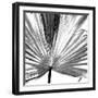 Black and White Palms III-Jason Johnson-Framed Premium Giclee Print