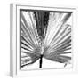 Black and White Palms III-Jason Johnson-Framed Premium Giclee Print