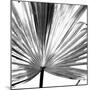 Black and White Palms III-Jason Johnson-Mounted Premium Giclee Print