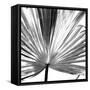 Black and White Palms III-Jason Johnson-Framed Stretched Canvas