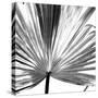 Black and White Palms III-Jason Johnson-Stretched Canvas