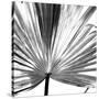 Black and White Palms III-Jason Johnson-Stretched Canvas