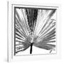 Black and White Palms III-Jason Johnson-Framed Art Print