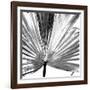 Black and White Palms III-Jason Johnson-Framed Art Print