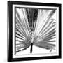 Black and White Palms III-Jason Johnson-Framed Art Print