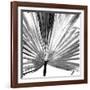 Black and White Palms III-Jason Johnson-Framed Art Print