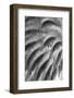 Black and White Pattern in branches of palm tree, Quito, Ecuador-Adam Jones-Framed Photographic Print