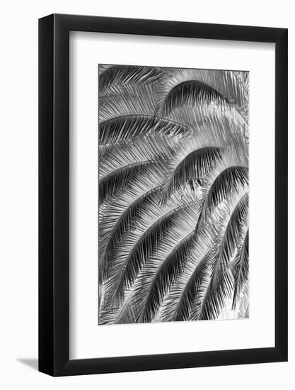 Black and White Pattern in branches of palm tree, Quito, Ecuador-Adam Jones-Framed Photographic Print