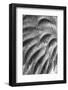 Black and White Pattern in branches of palm tree, Quito, Ecuador-Adam Jones-Framed Photographic Print