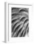 Black and White Pattern in branches of palm tree, Quito, Ecuador-Adam Jones-Framed Photographic Print