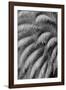 Black and White Pattern in branches of palm tree, Quito, Ecuador-Adam Jones-Framed Photographic Print