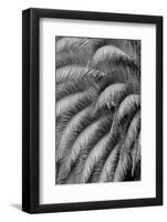 Black and White Pattern in branches of palm tree, Quito, Ecuador-Adam Jones-Framed Photographic Print