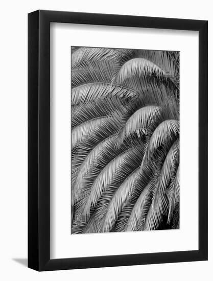 Black and White Pattern in branches of palm tree, Quito, Ecuador-Adam Jones-Framed Photographic Print