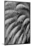 Black and White Pattern in branches of palm tree, Quito, Ecuador-Adam Jones-Mounted Photographic Print