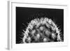 Black and White Pattern of Small Cactus Spines-Adam Jones-Framed Photographic Print