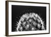 Black and White Pattern of Small Cactus Spines-Adam Jones-Framed Photographic Print