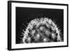 Black and White Pattern of Small Cactus Spines-Adam Jones-Framed Photographic Print