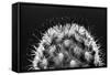 Black and White Pattern of Small Cactus Spines-Adam Jones-Framed Stretched Canvas