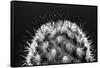 Black and White Pattern of Small Cactus Spines-Adam Jones-Framed Stretched Canvas