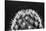 Black and White Pattern of Small Cactus Spines-Adam Jones-Stretched Canvas