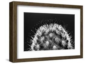 Black and White Pattern of Small Cactus Spines-Adam Jones-Framed Photographic Print