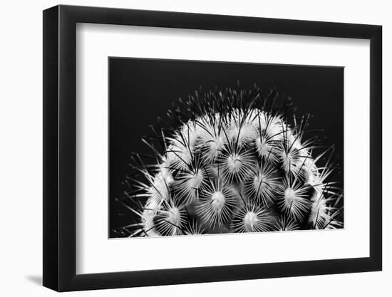 Black and White Pattern of Small Cactus Spines-Adam Jones-Framed Photographic Print