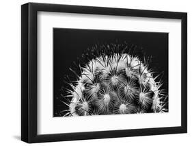 Black and White Pattern of Small Cactus Spines-Adam Jones-Framed Photographic Print