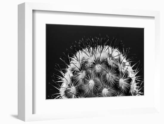 Black and White Pattern of Small Cactus Spines-Adam Jones-Framed Photographic Print