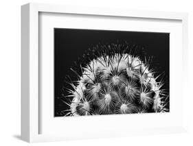 Black and White Pattern of Small Cactus Spines-Adam Jones-Framed Photographic Print