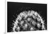Black and White Pattern of Small Cactus Spines-Adam Jones-Framed Photographic Print