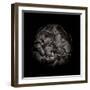 Black And White Peony I-Brian Carson-Framed Photo