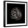 Black And White Peony I-Brian Carson-Framed Photo