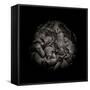 Black And White Peony I-Brian Carson-Framed Stretched Canvas