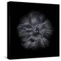 Black And White Petunia III-Brian Carson-Stretched Canvas